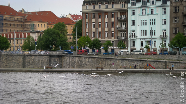 Лебеди на Влтаве, Прага, Чехия
