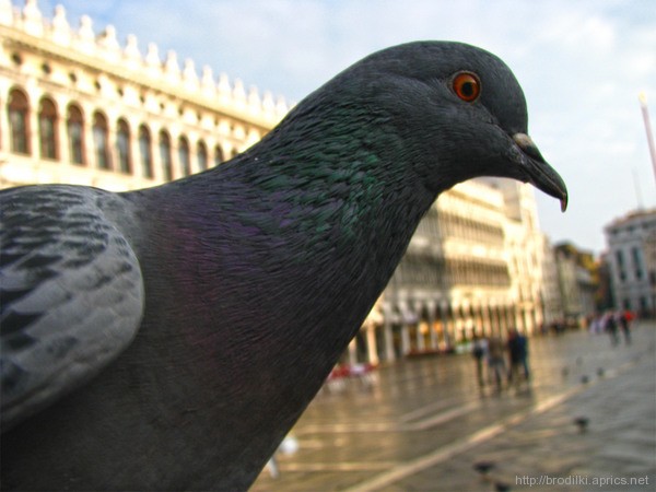 Венецианский “Клювожор”. Площадь Сан-Марко, Венеция, Италия