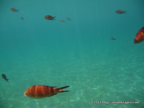 Подводный мир Кипра: рыбы” title=“Рыбы