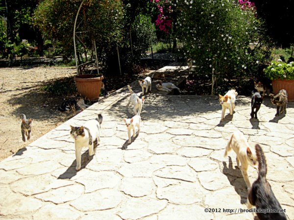 Кошки на Кипре: Обитатели &quot;Кошачьего&quot; Монастыря