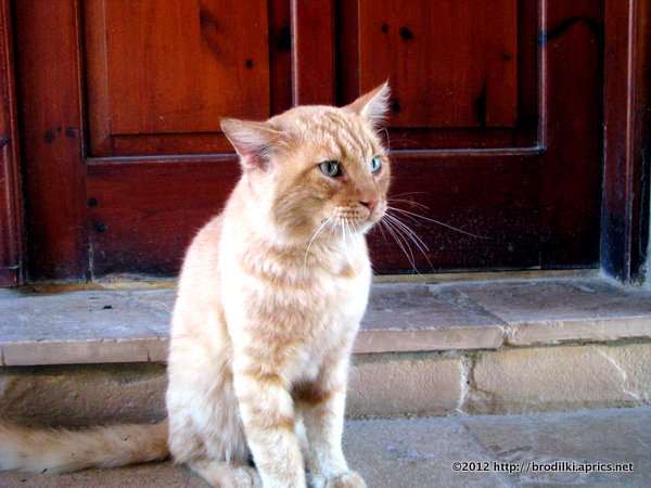 Кошки на Кипре: Обитатели &quot;Кошачьего&quot; Монастыря