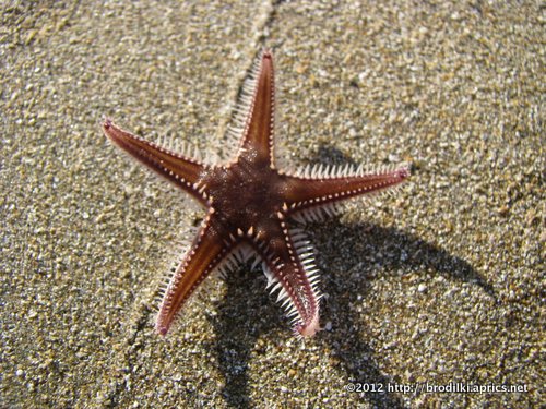 Подводный мир Кипра: Морская звезда” title=“Морская звезда