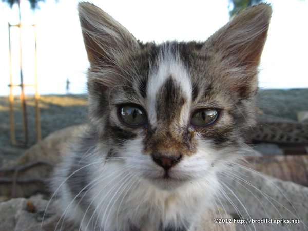 Кошки на Кипре: Пляжный котёнок
